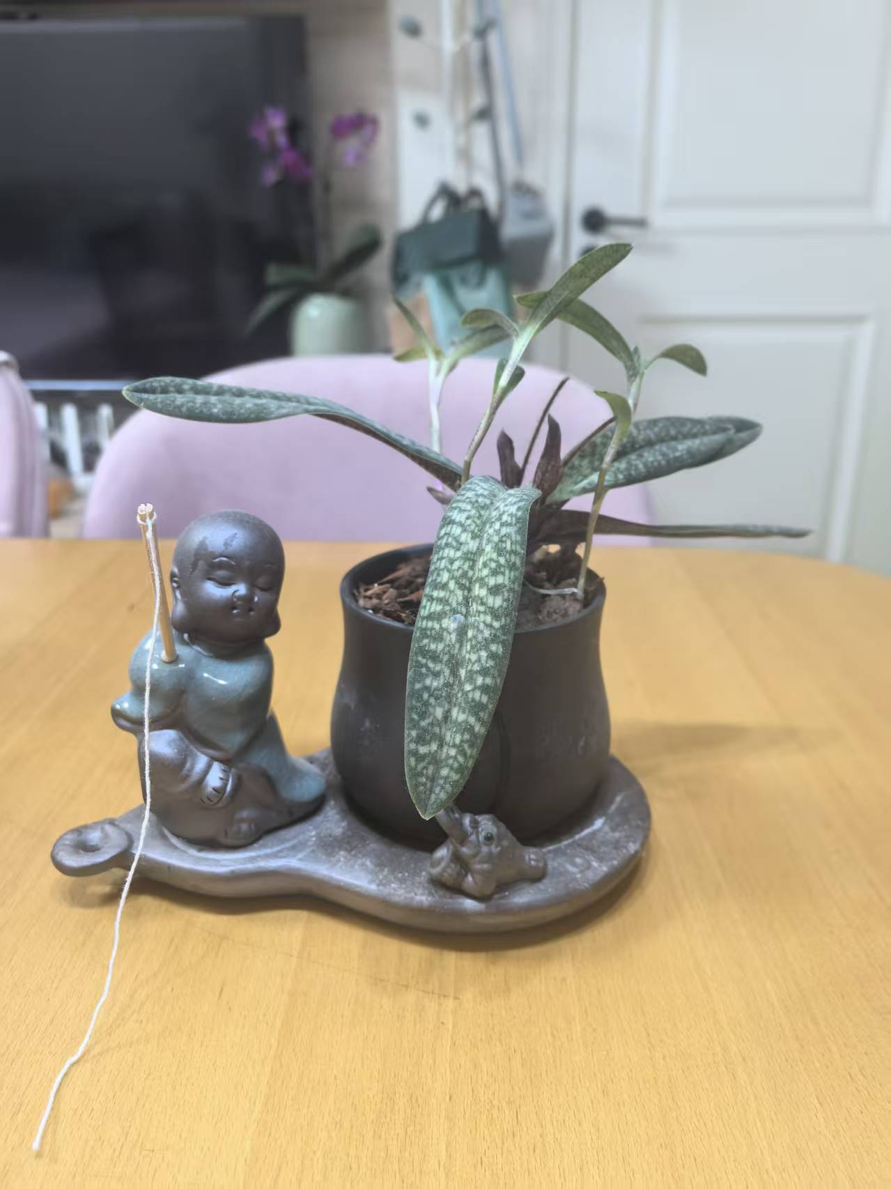 兜兰