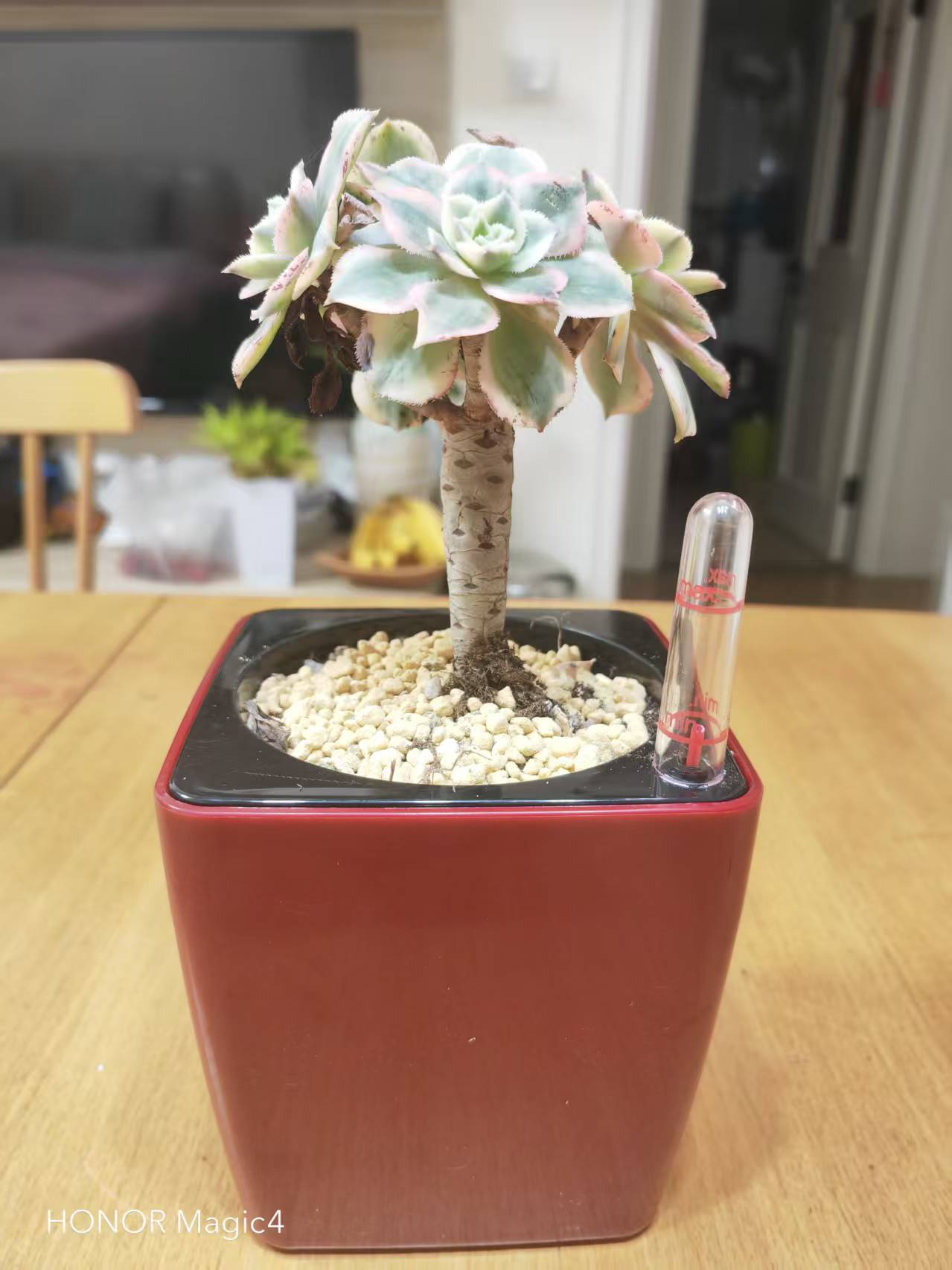 多肉